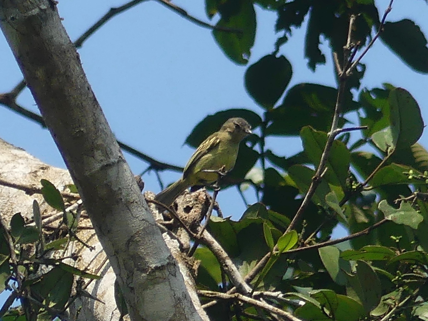 Slender-footed Tyrannulet illustration