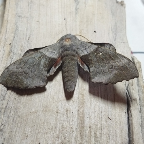 Poplar hawk-moth