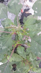 Amaranthus dubius