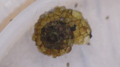 Helicopsyche borealis