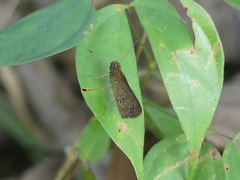 Hesperiinae