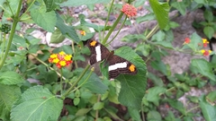Adelpha basiloides