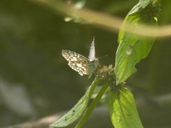 Pyrginae
