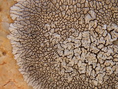 Dimelaena
