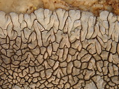 Dimelaena