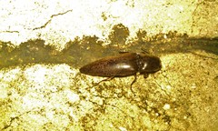 Diplostethus texanus