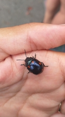 Labidomera suturella