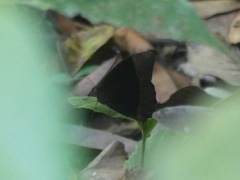 Nymphalidae