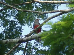 Trogon melanurus