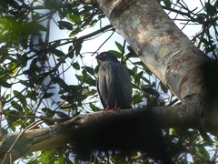 Buteogallus schistaceus