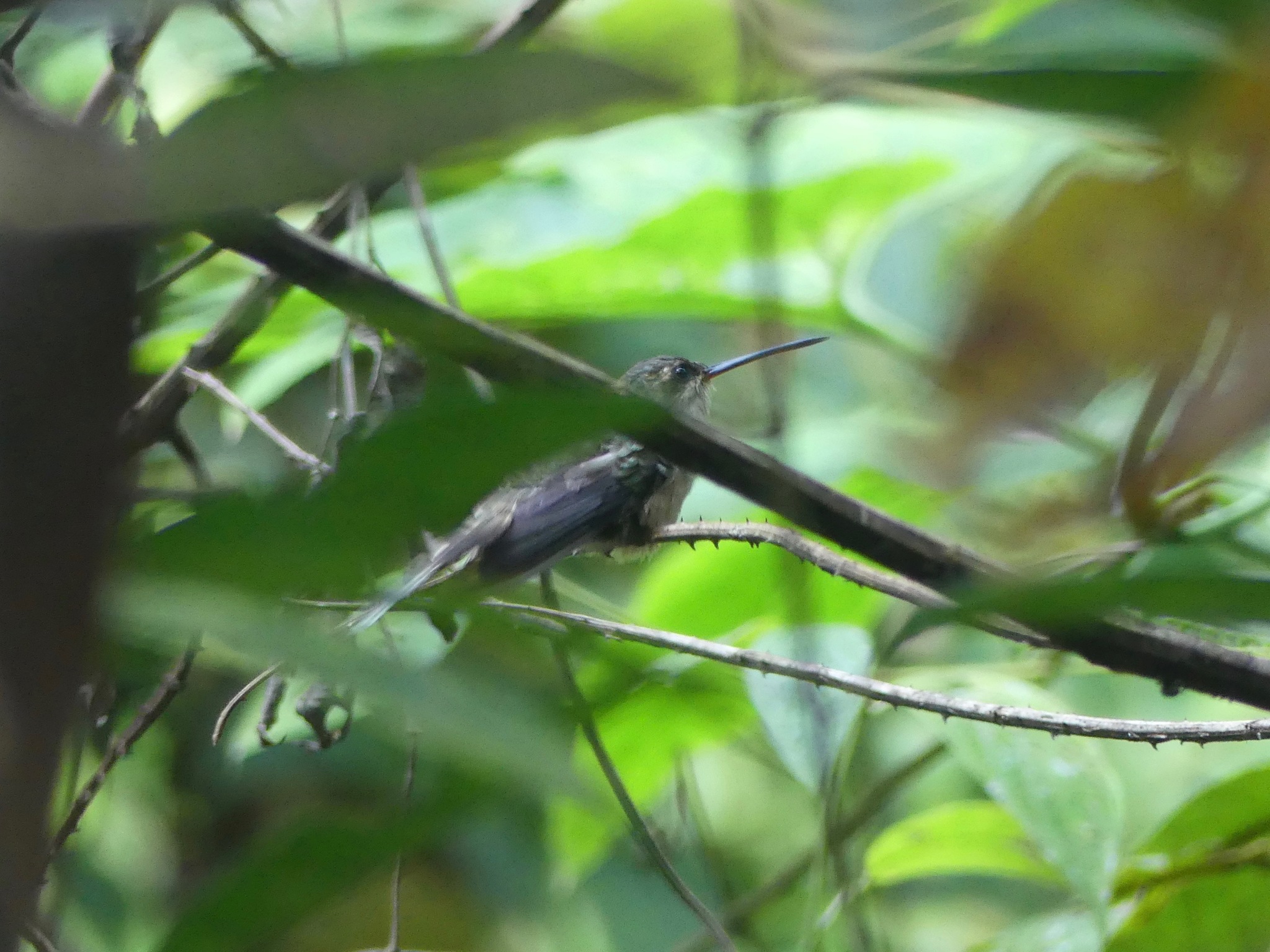 Straight-billed Hermit (Phaethornis bourcieri), photo 9