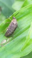 Trigonodera