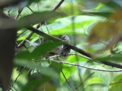 Phaethornis bourcieri