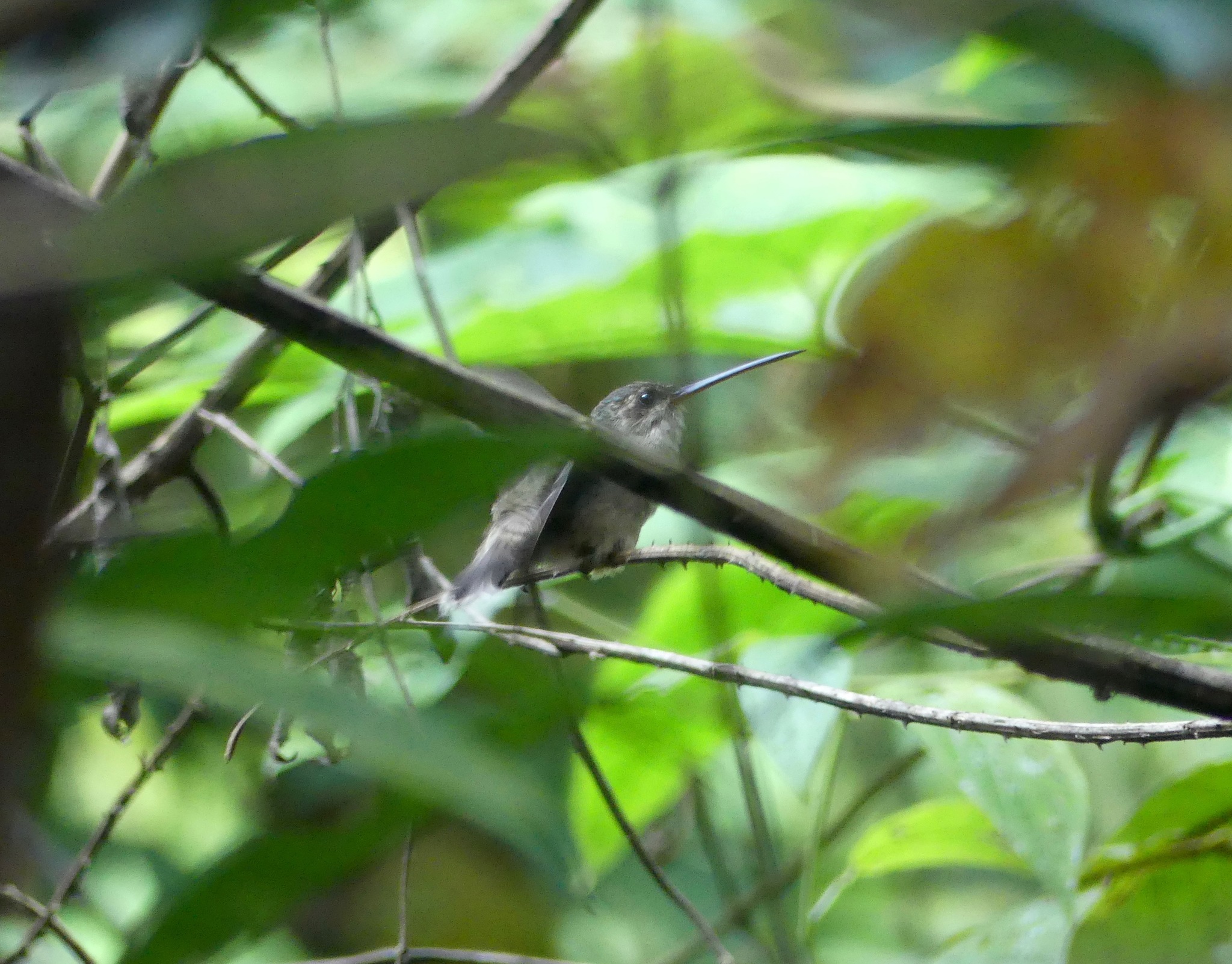 Straight-billed Hermit (Phaethornis bourcieri), photo 10