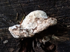 Amaropostia stiptica