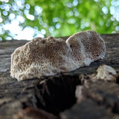 Amaropostia stiptica