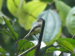 Myiopagis gaimardii