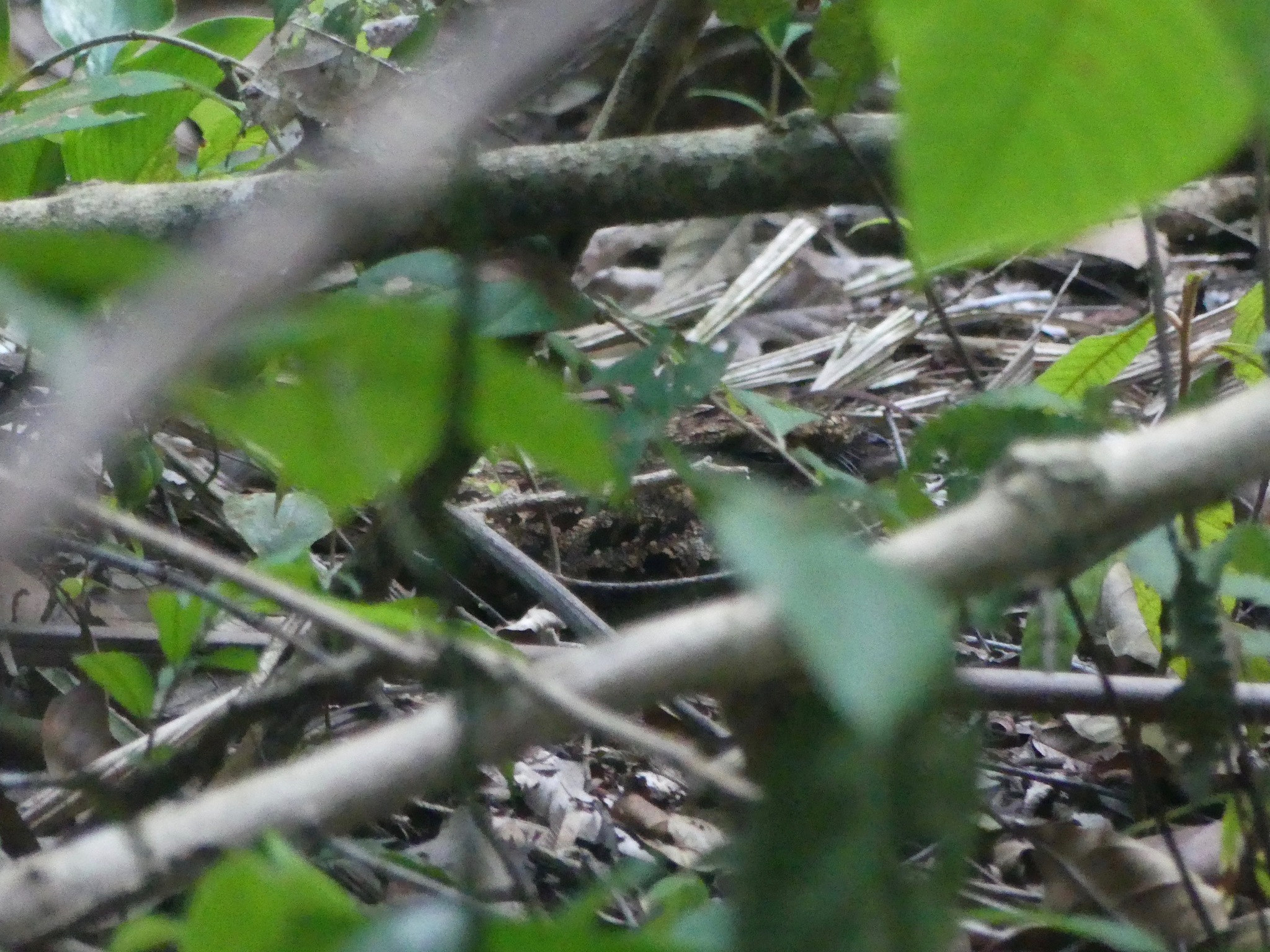 Silky-tailed Nightjar (Antrostomus sericocaudatus), photo 1