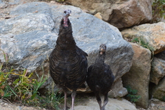 Meleagris gallopavo merriami