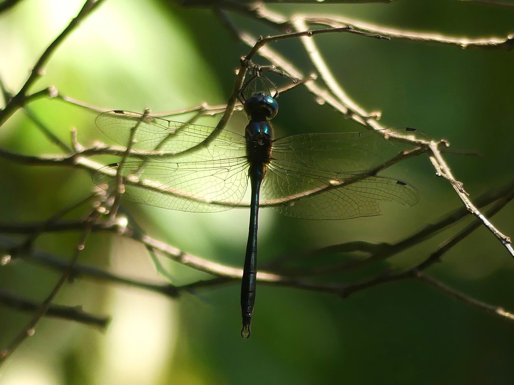 Paracordulia calcarulata