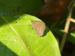 Satyrinae