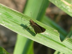 Hesperiinae