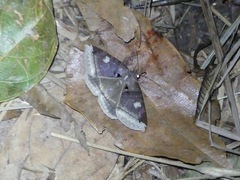 Erebidae