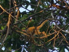 Saimiri boliviensis