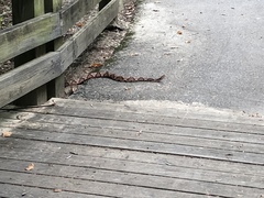 Agkistrodon contortrix