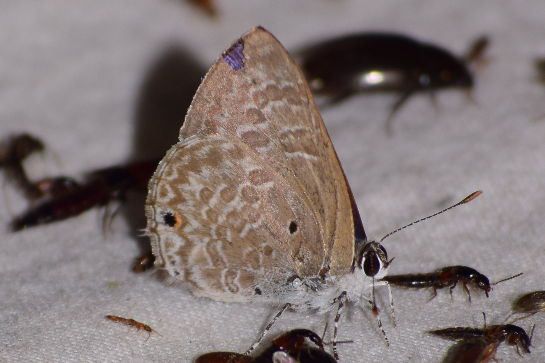 Pointed Ciliate Blue
