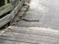 Agkistrodon contortrix