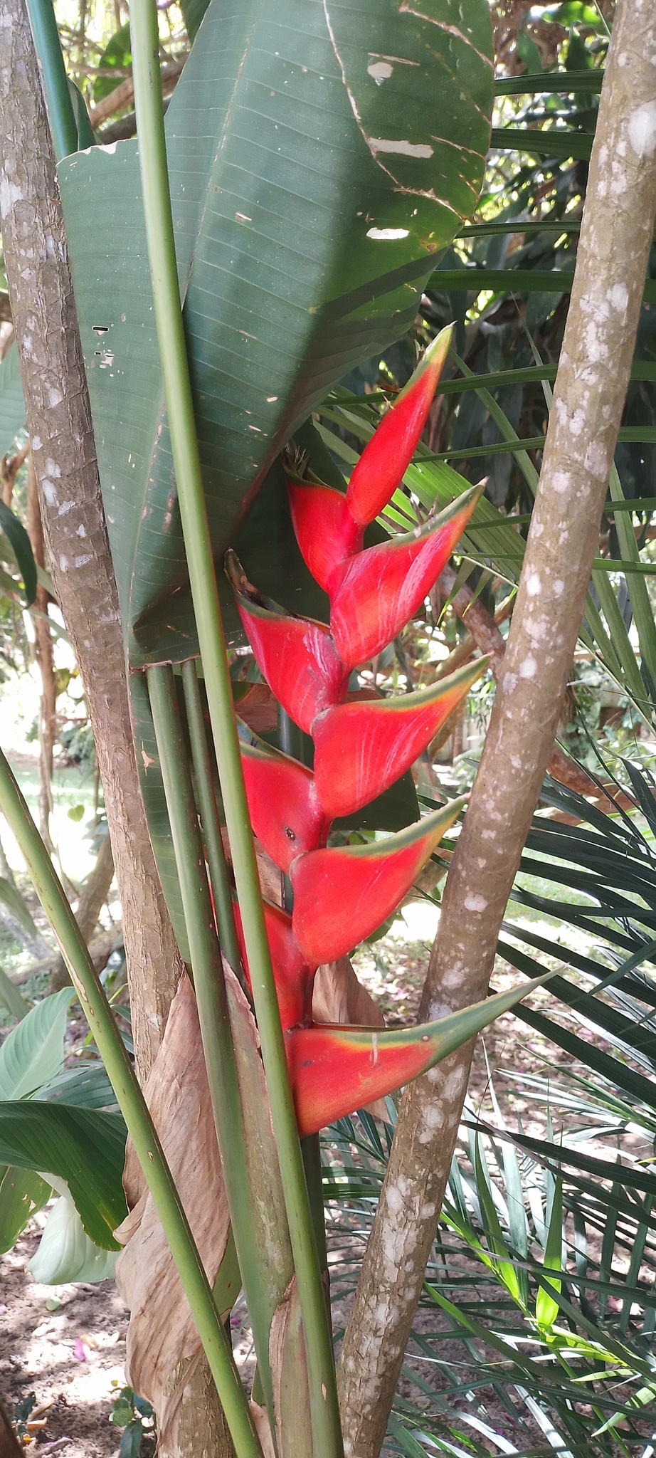 Heliconia bihai