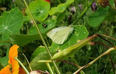 Pieris rapae