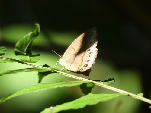 Erichthodes erichtho
