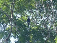 Gymnoderus foetidus