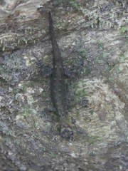Gonatodes humeralis