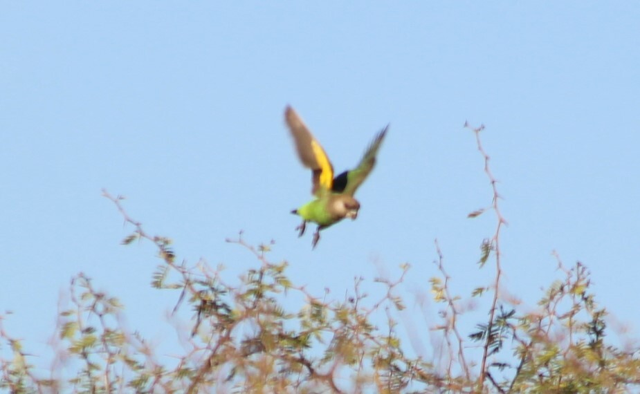 Brown-headed Parrot (Poicephalus cryptoxanthus), photo 3