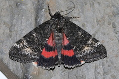 Catocala briseis