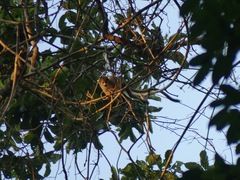 Saimiri boliviensis