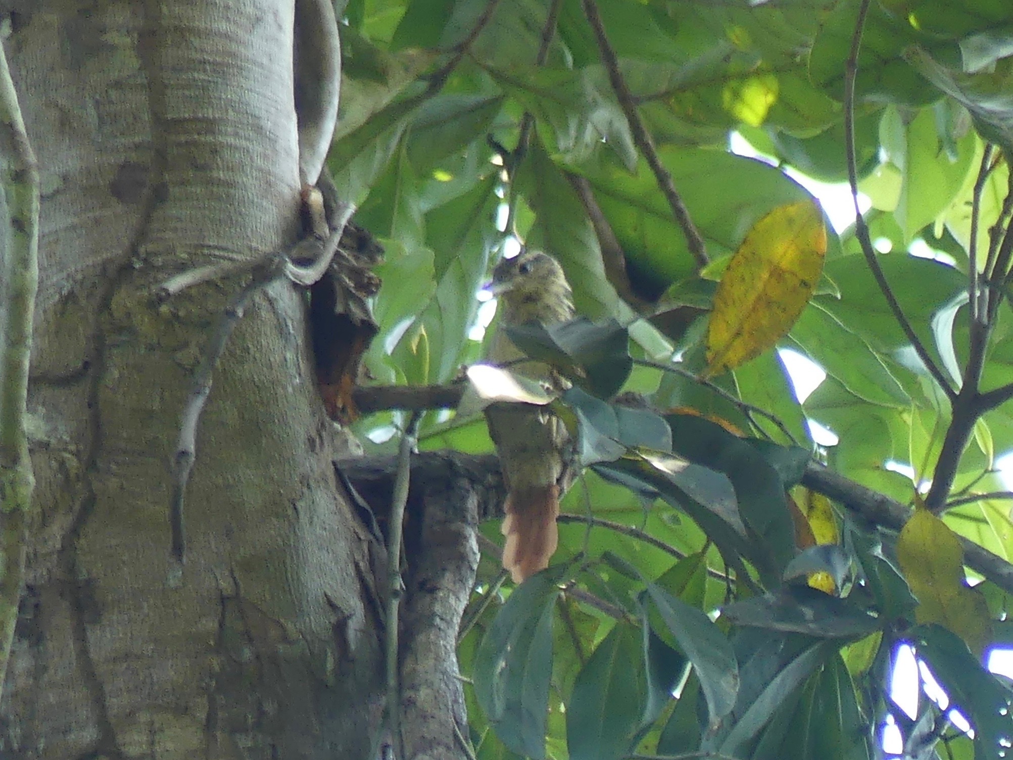 Chestnut-winged Hookbill (Ancistrops strigilatus), photo 6