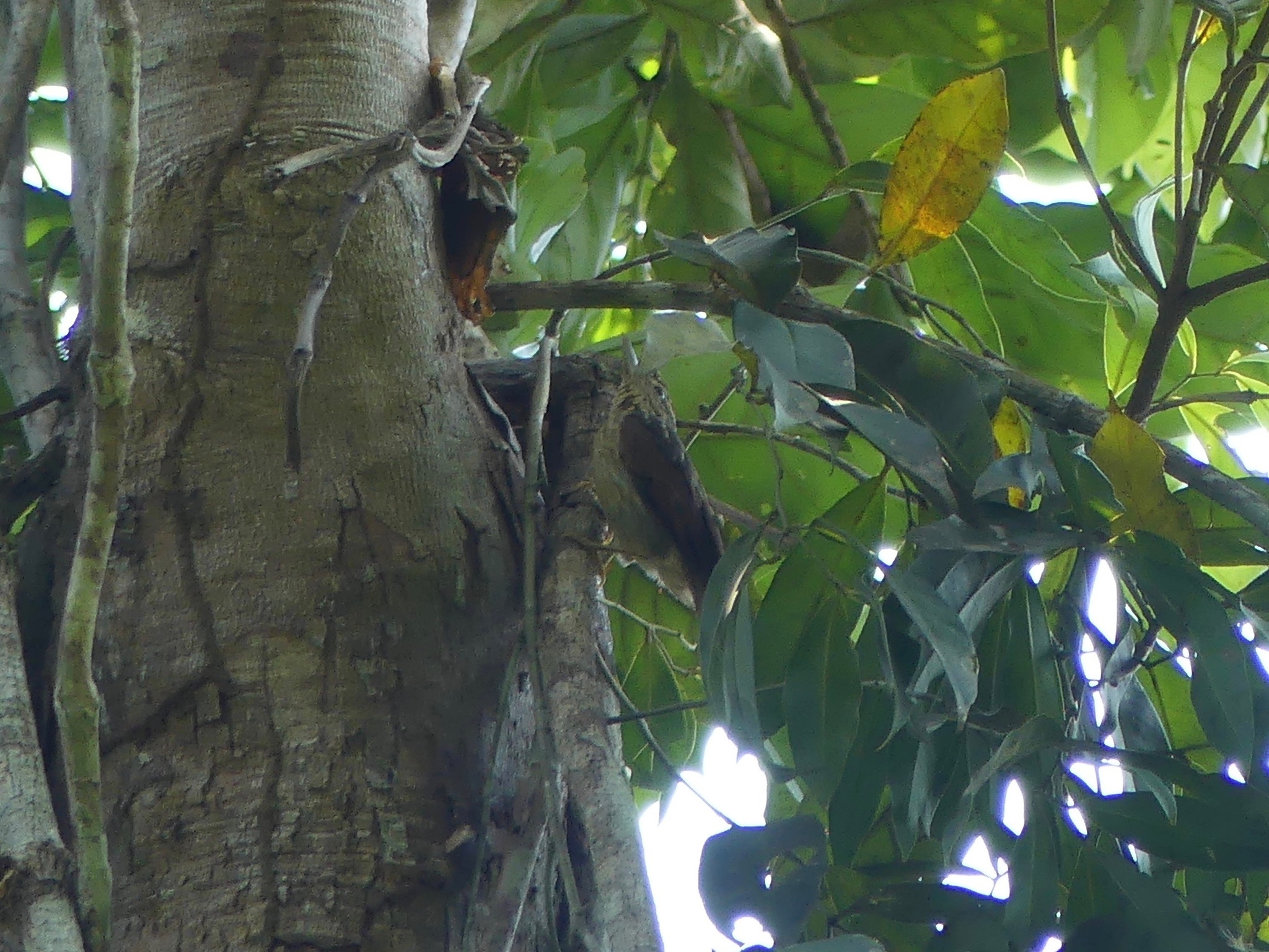 Chestnut-winged Hookbill (Ancistrops strigilatus), photo 4
