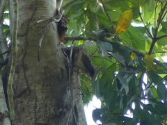 Ancistrops strigilatus