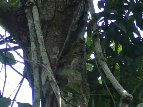 Chestnut-winged Hookbill (Ancistrops strigilatus), photo 10