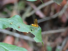 Symphyta