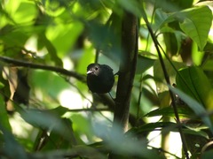 Willisornis poecilinotus