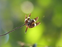 Zenithoptera