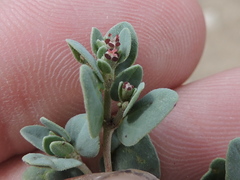 Euphorbia cinerascens