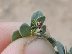 Euphorbia cinerascens