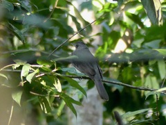 Lipaugus vociferans