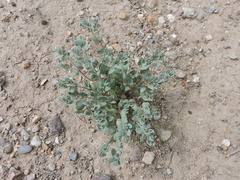 Euphorbia cinerascens